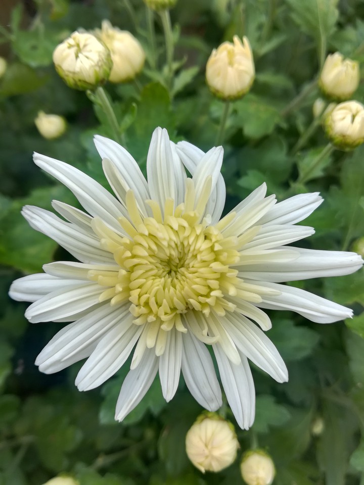 Chrysanthemum