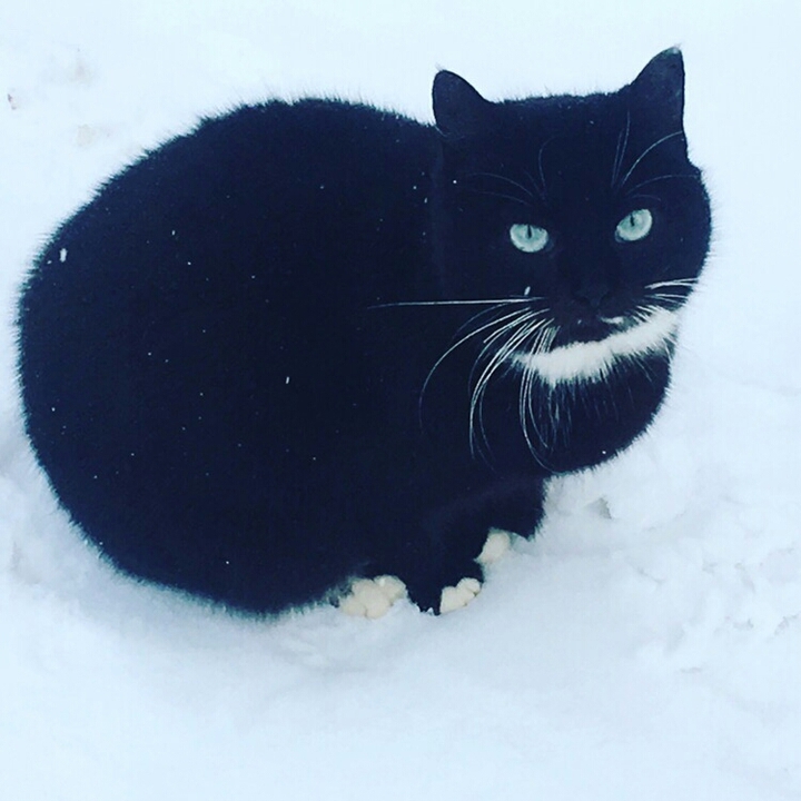 Животное - кошка.