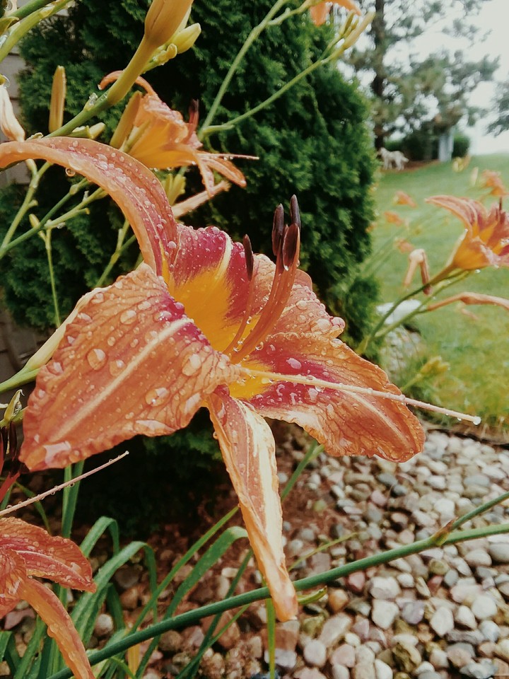 Lily