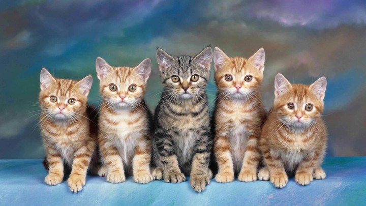 cat