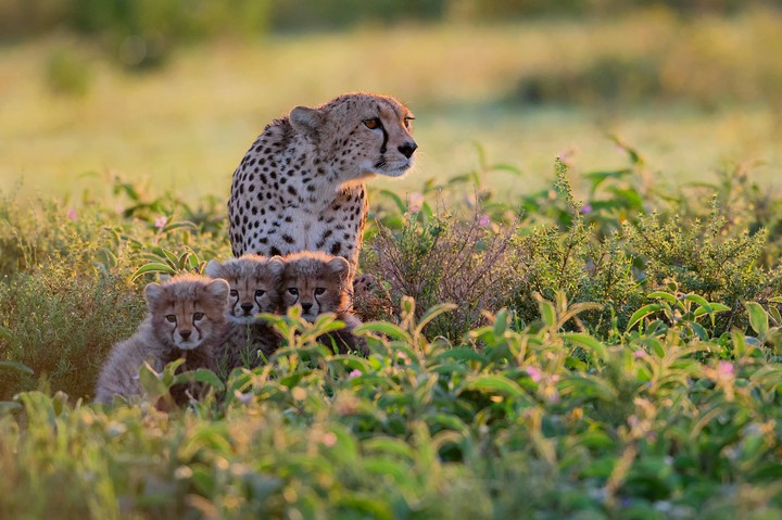 Wild Life