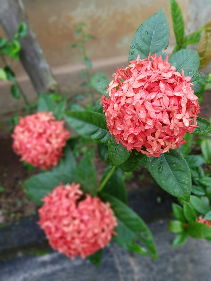 Ixora coccinea