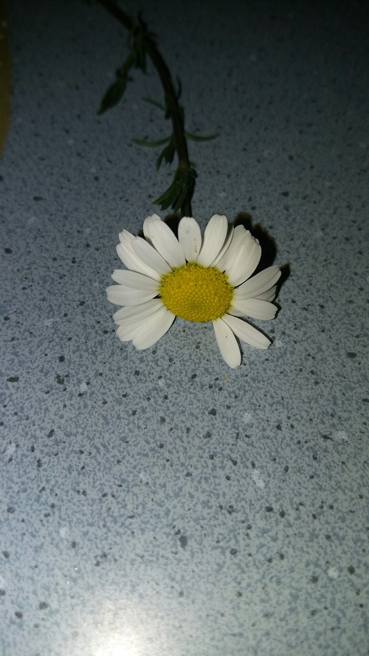 Daisy 