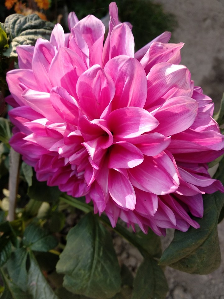 Two Face flowers
