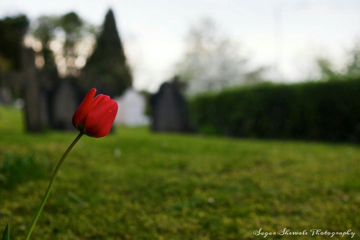 flor