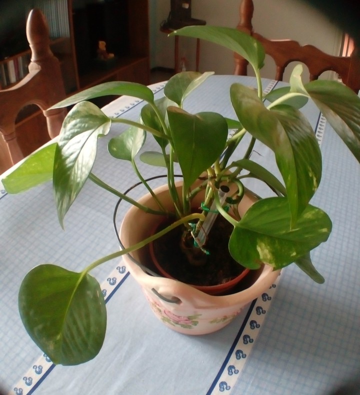 plant