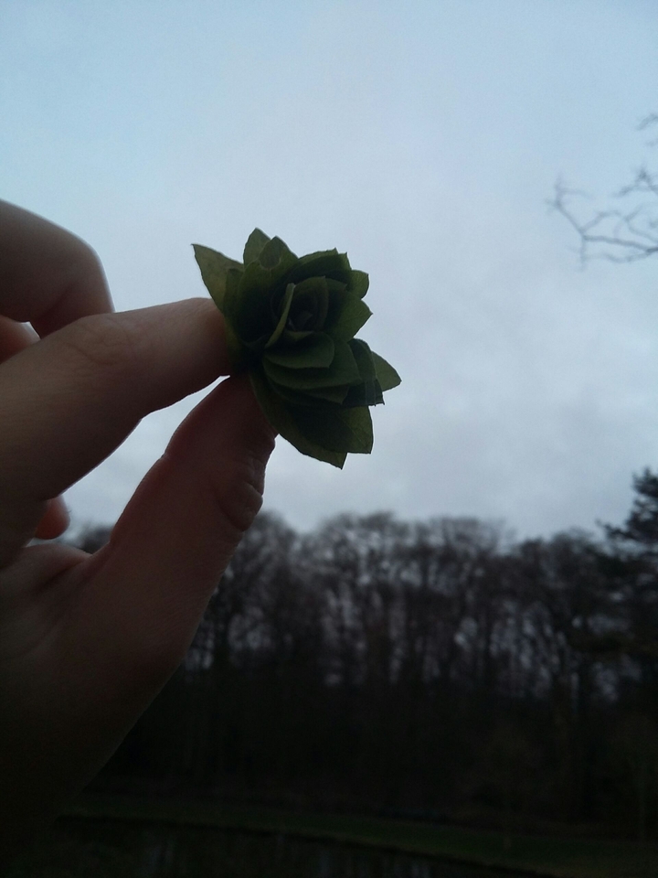 Blatt Blume