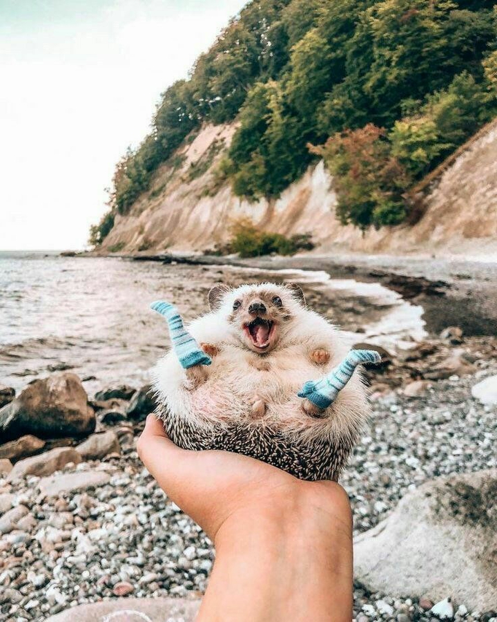 my beautiful Hedgehog