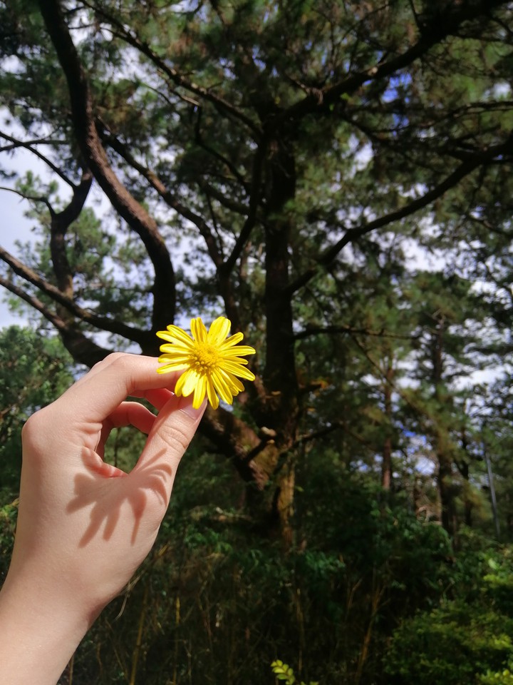 yellow flower in baguio city