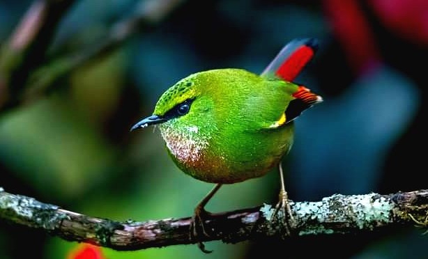 Bird