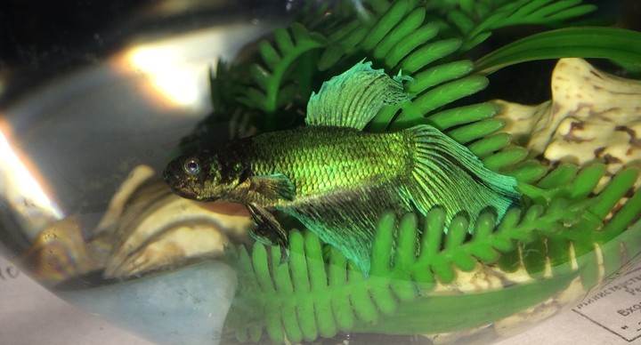 #greenfish#water
