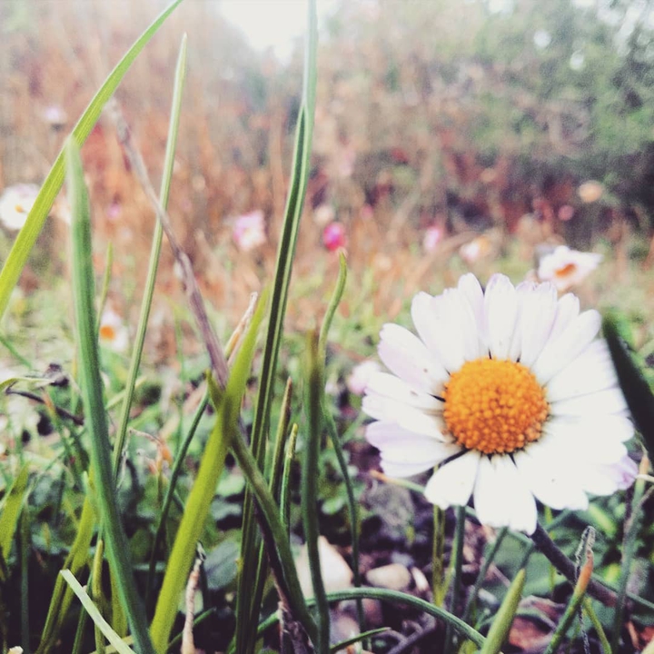 Spring flowers