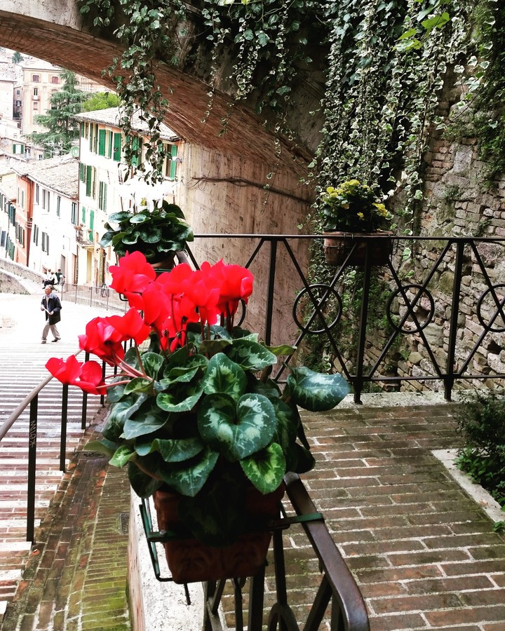 Perugia. Italia ♡ Ciclamino 