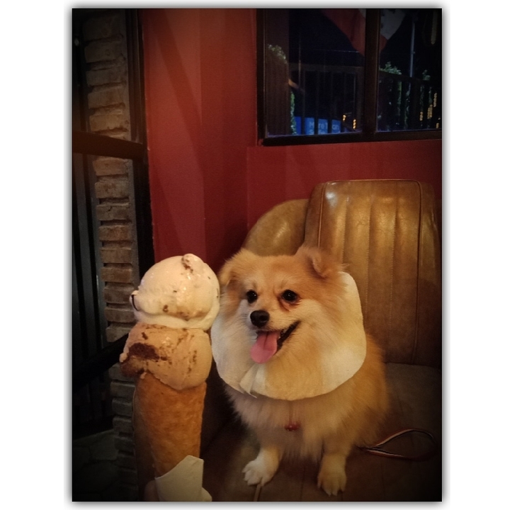 dogo wants gelato