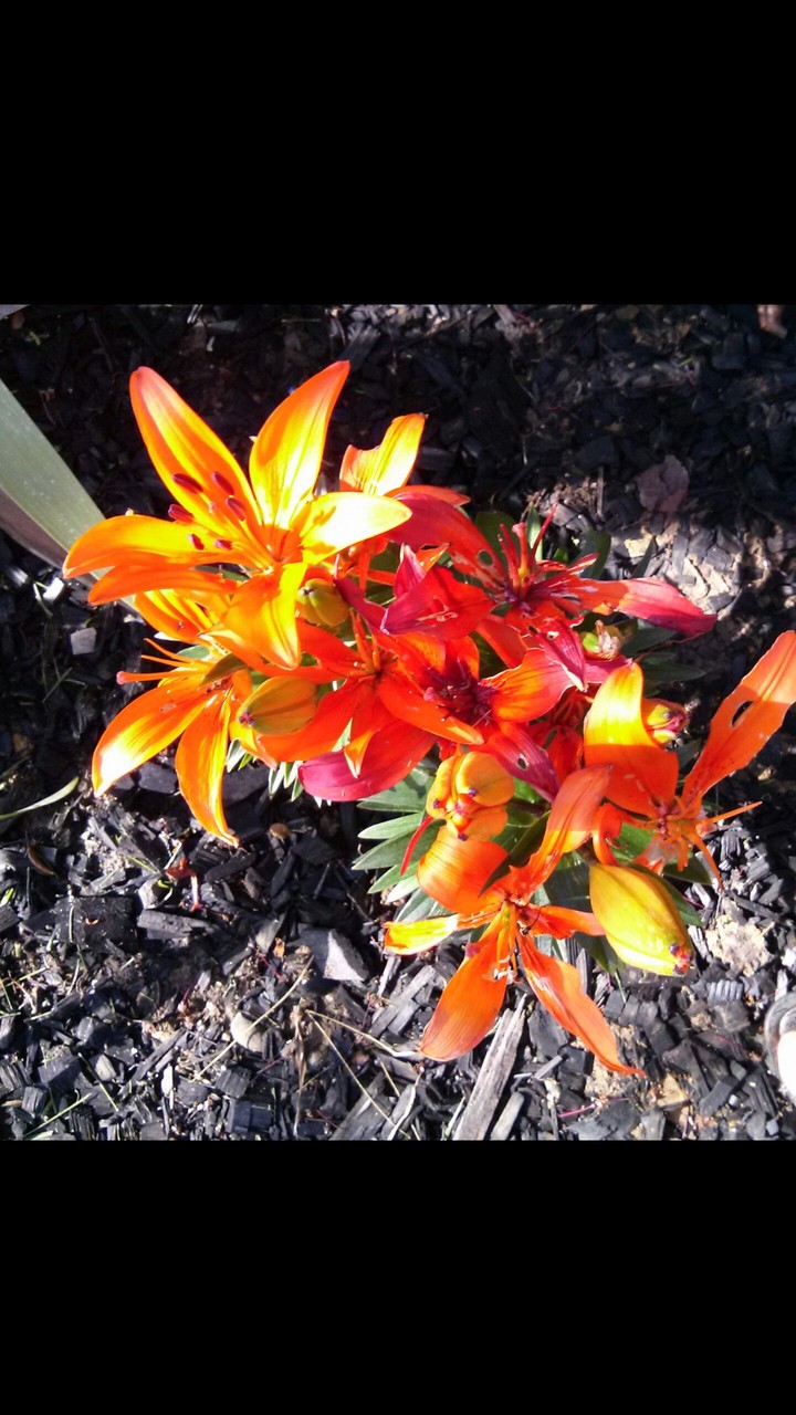 Fire Flower 