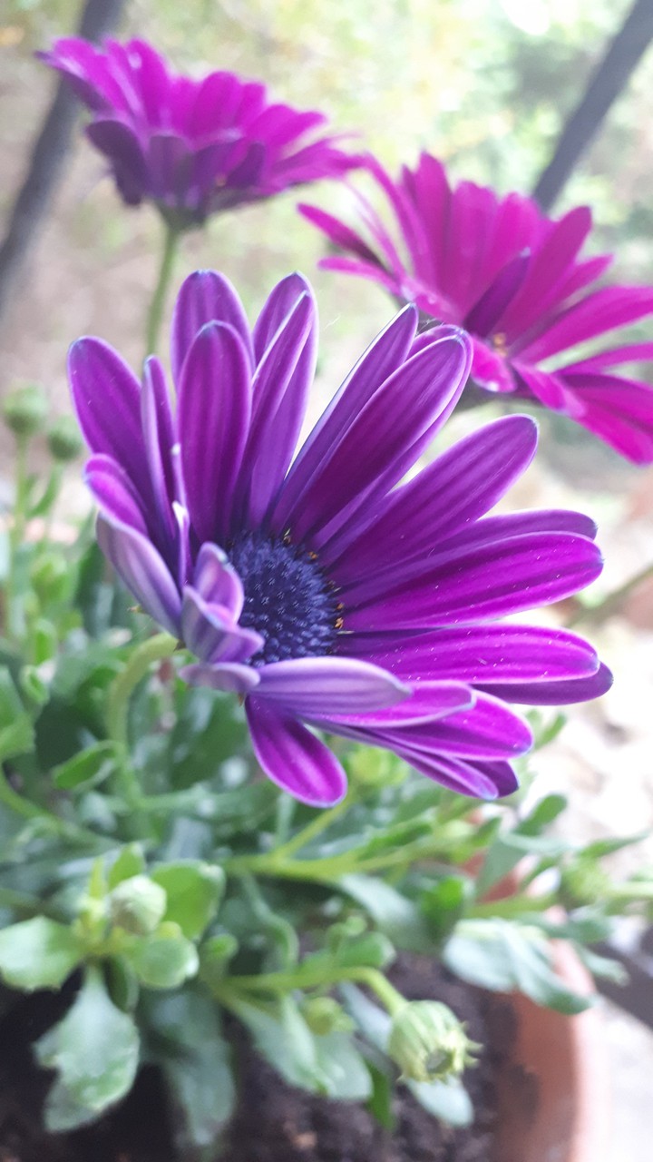 Purple Flower