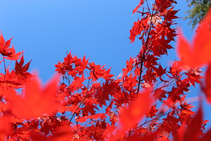 Just blue and red