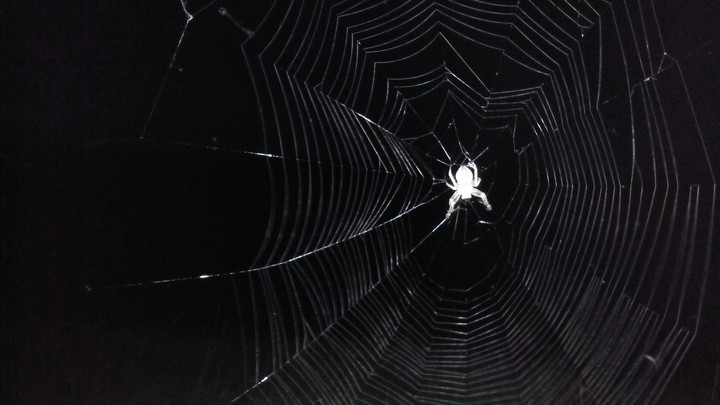spider