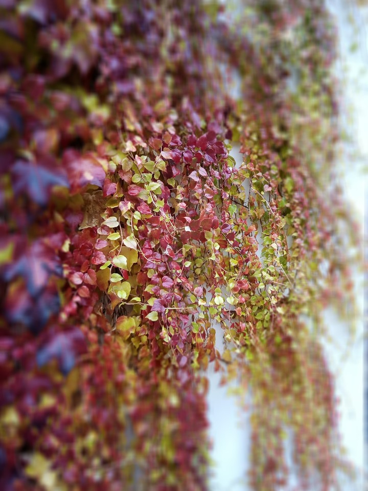 autum