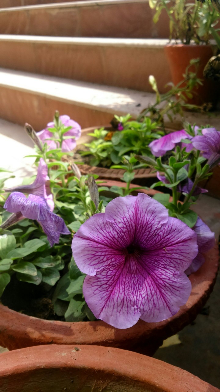 Violet