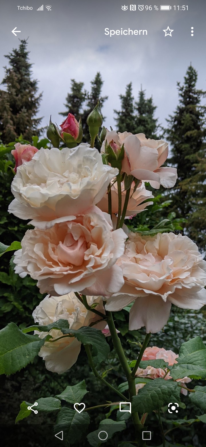 Blume