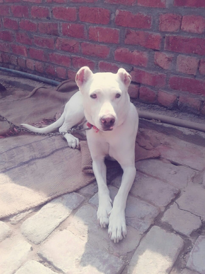 my dog