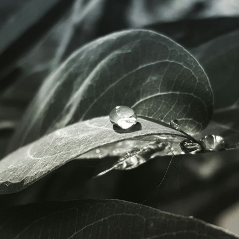 gotas