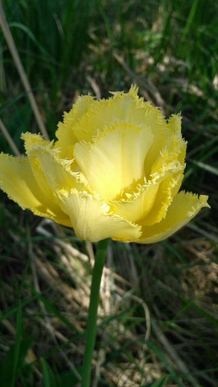 flower