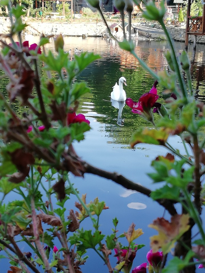 Swan