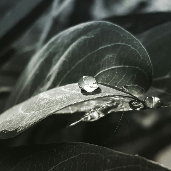 gotas