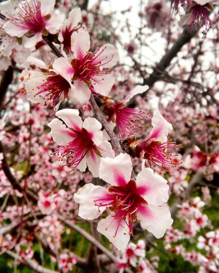 Pink tree