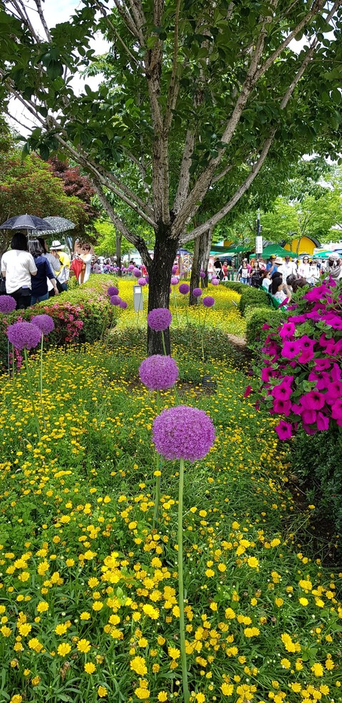spring, plant壁紙