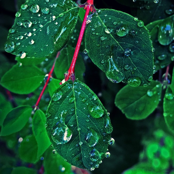 Leaves