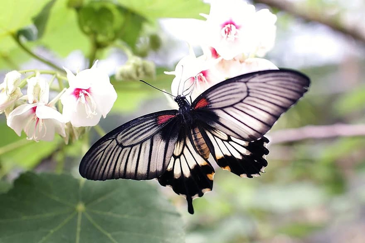 Buterfly