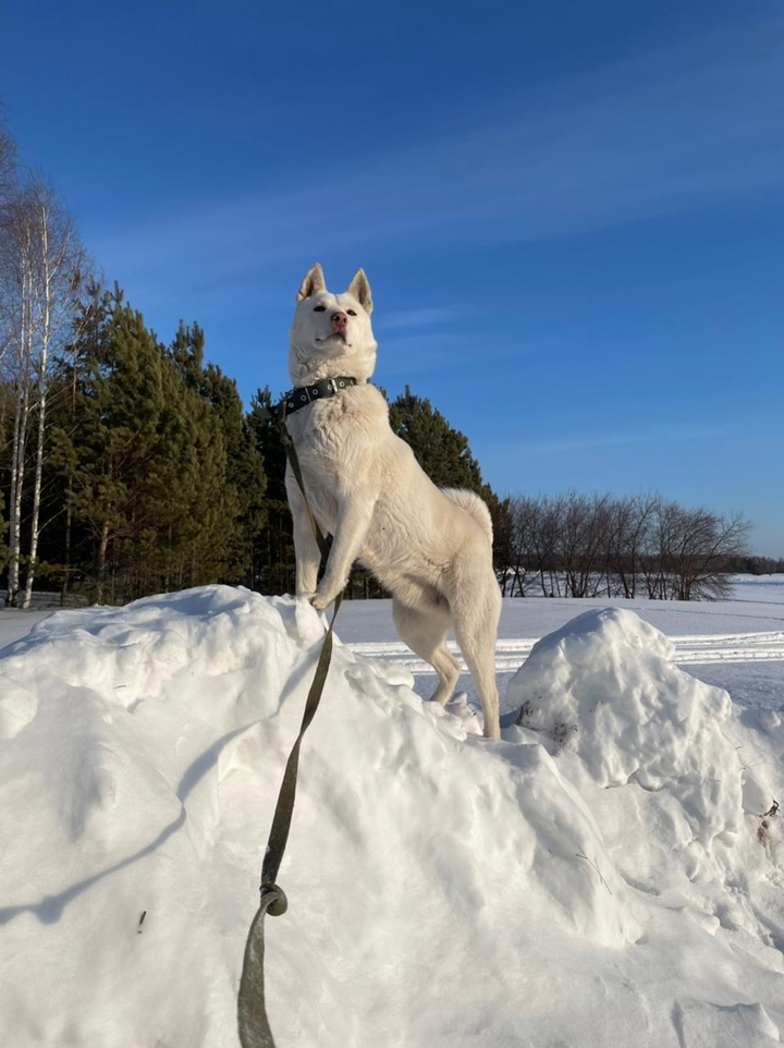 гордость