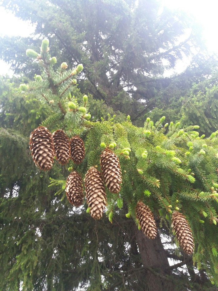 Pinecones