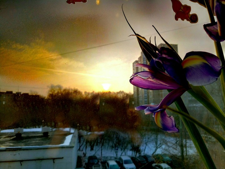 The Morning Sun
