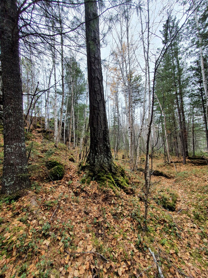 fall in Siberia