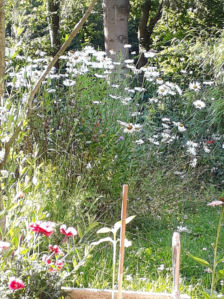 Rich, green and lush... my garden after the long warm rains.