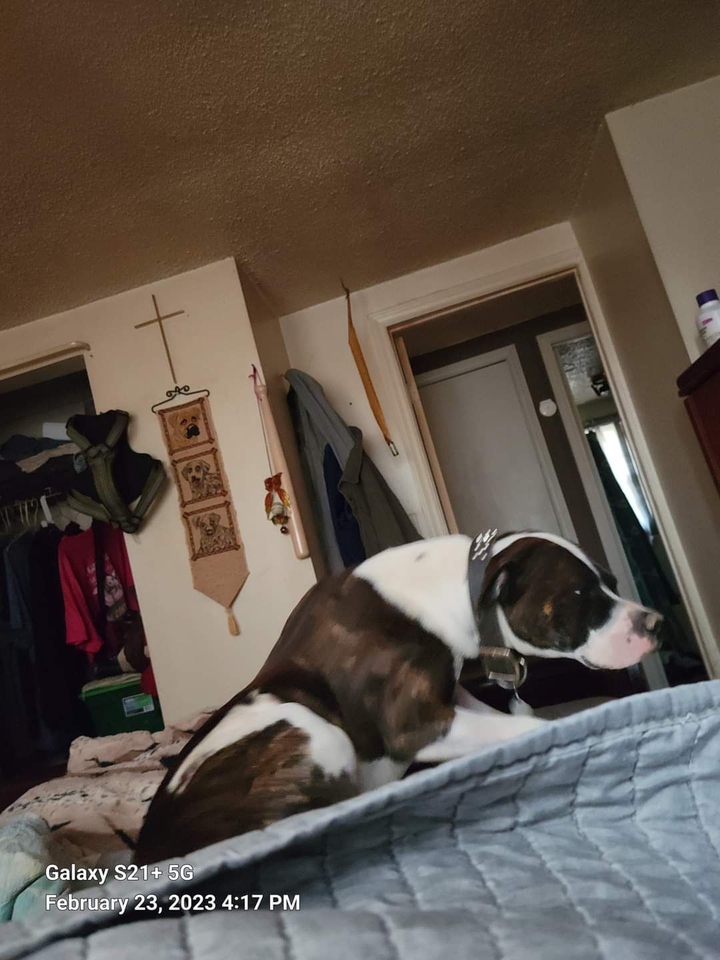 jake