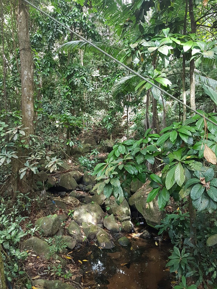 Stream