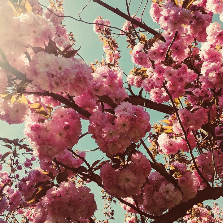 spring