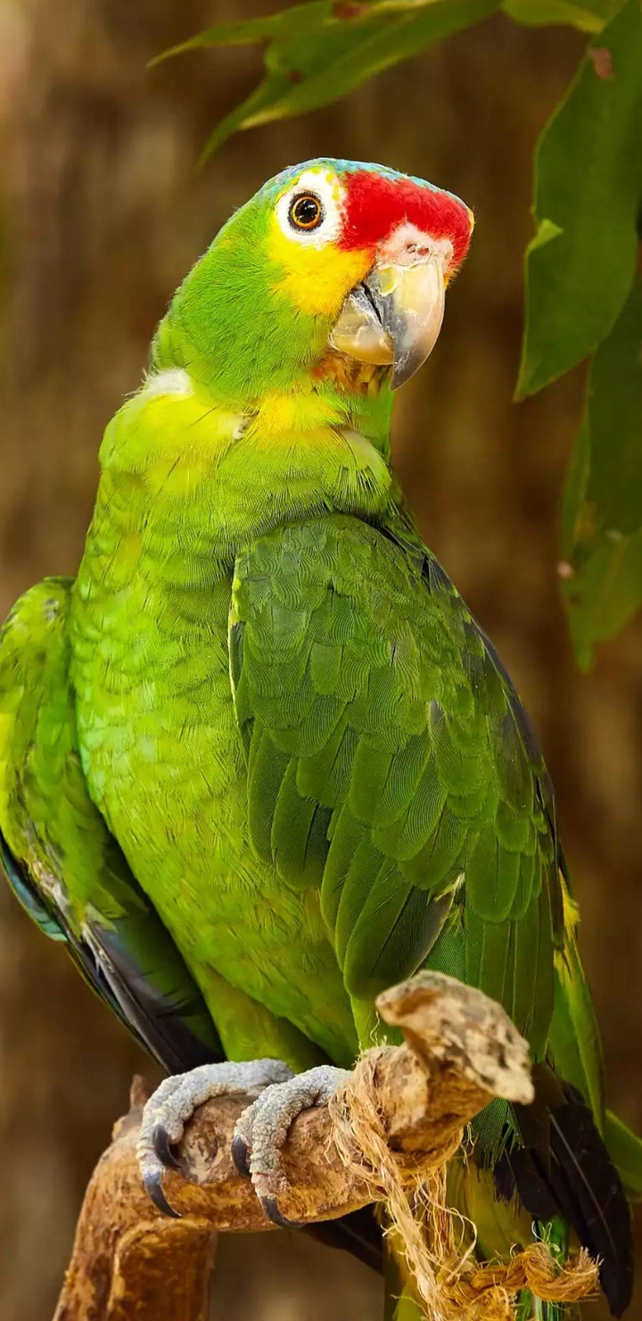 Parrot