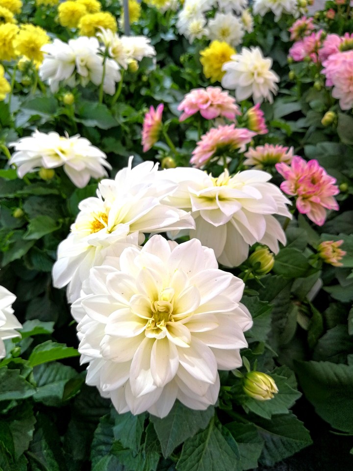 dahlia