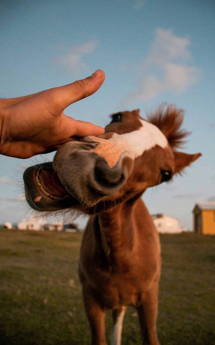 horse
