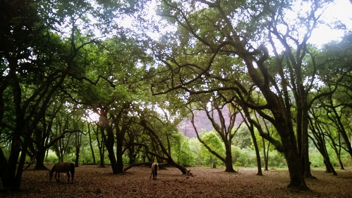 #bosque #naturaleza #forest #nature #green