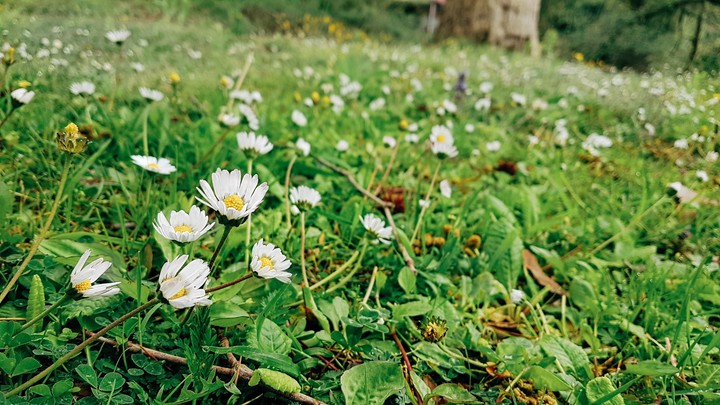 nature