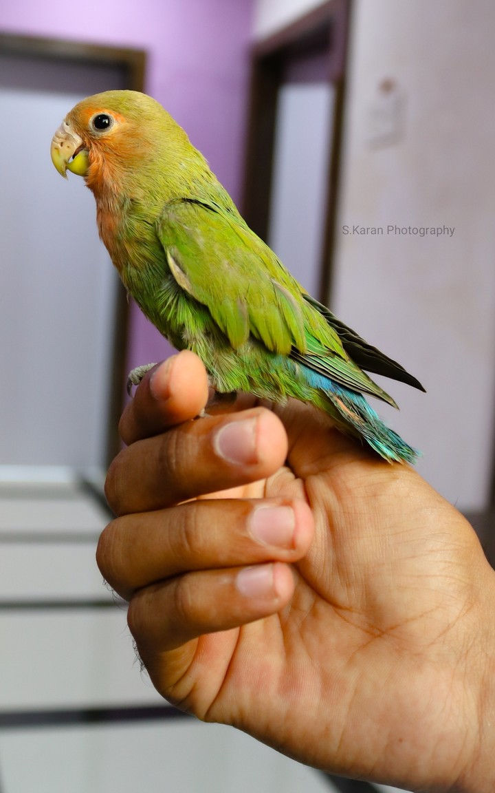 Bird
