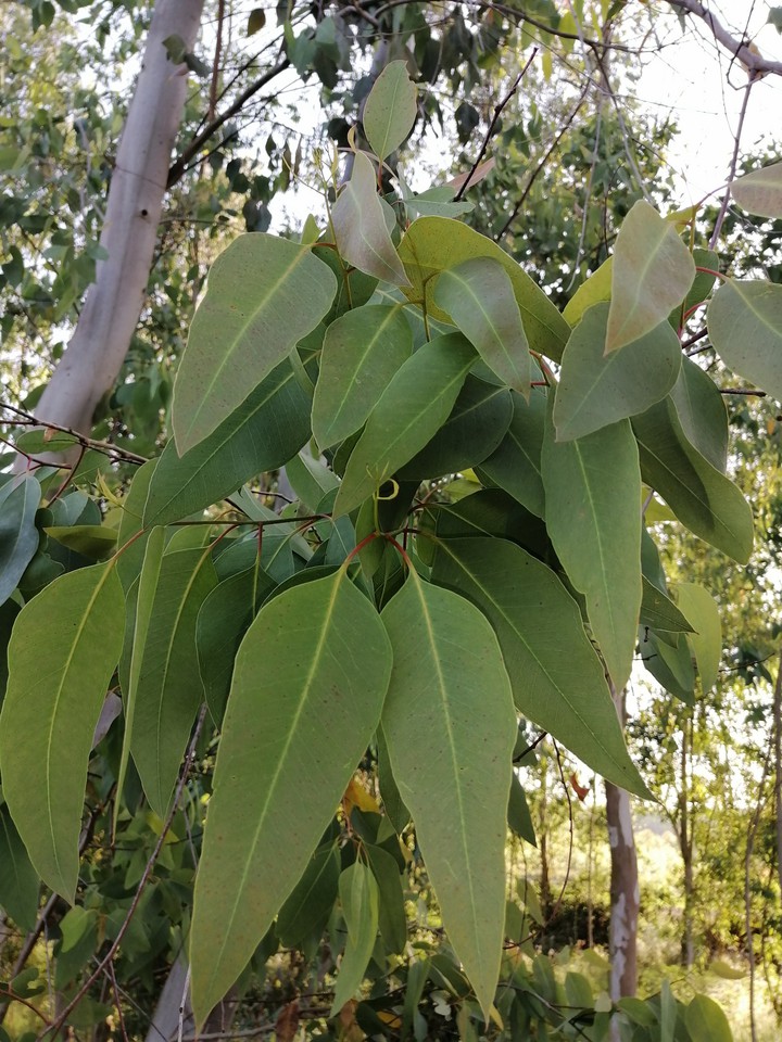 leafs