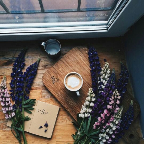 sfondi violet, rosemary